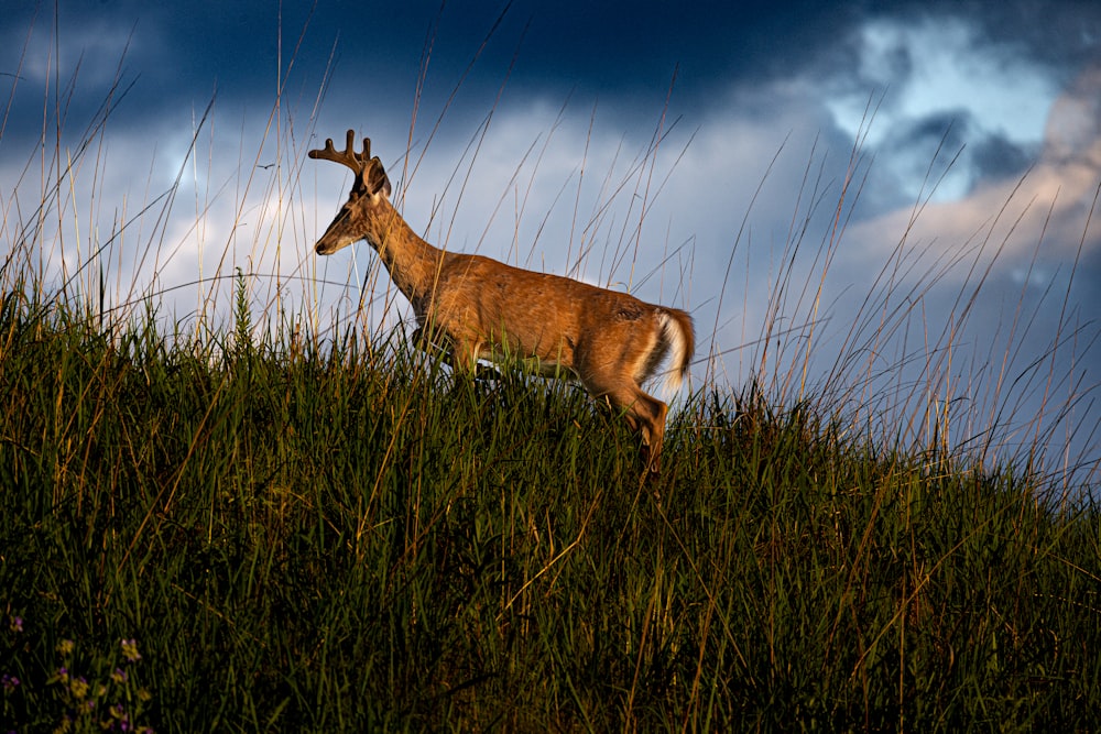 a deer standing in a grassy field