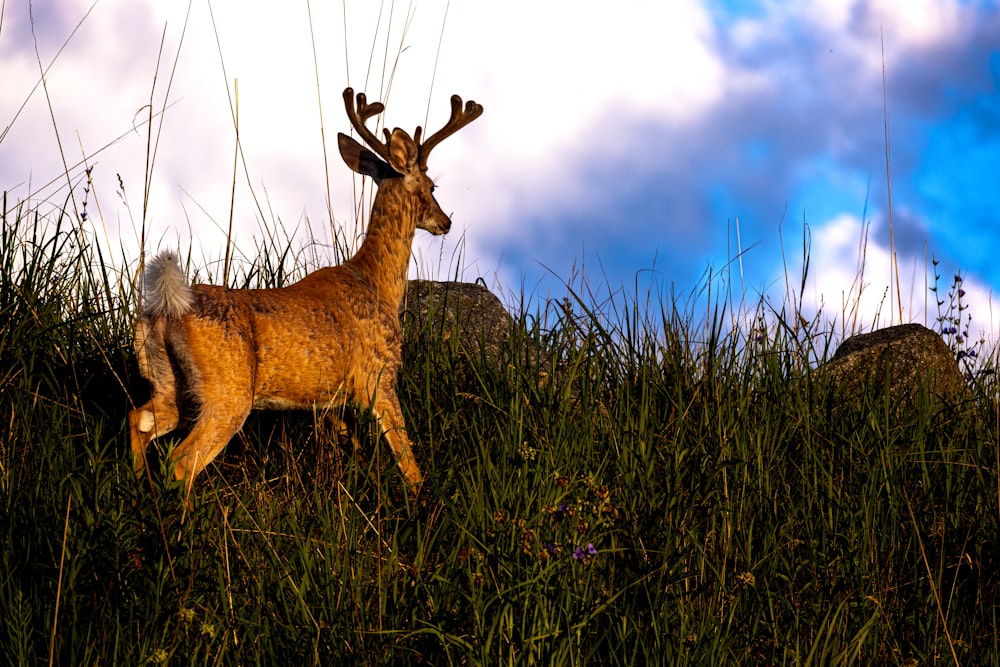 a deer standing on grass