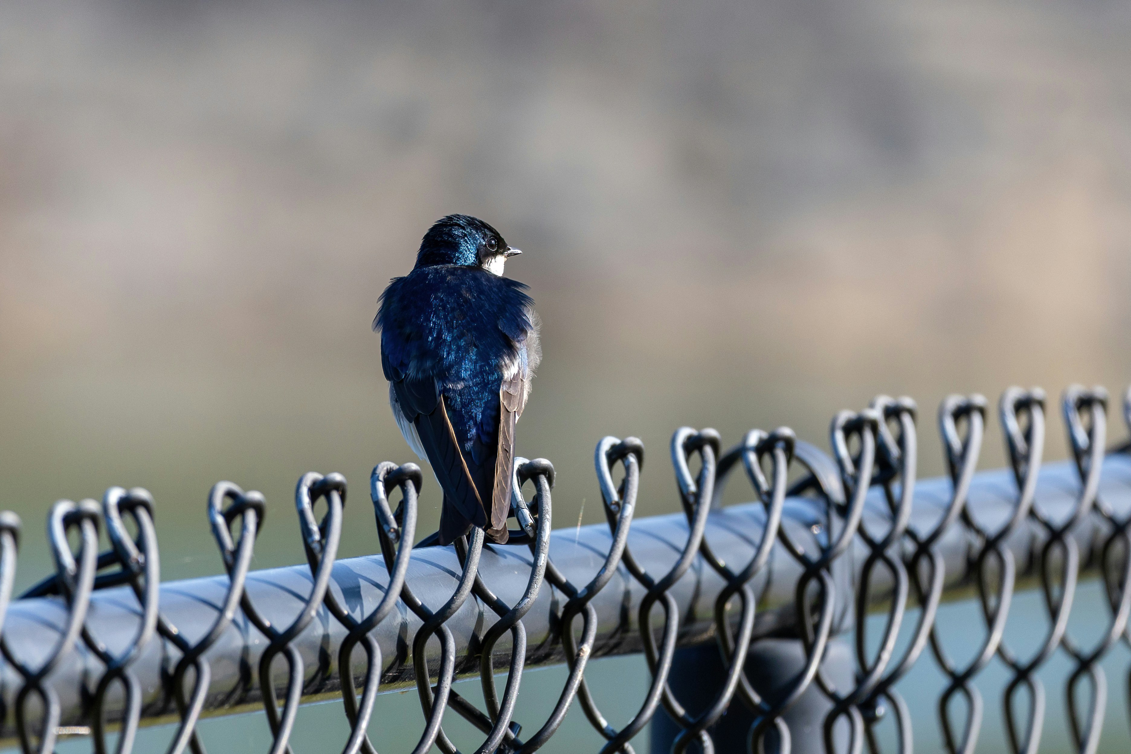 Tube Feeding and Aspiration Prevention Quiz