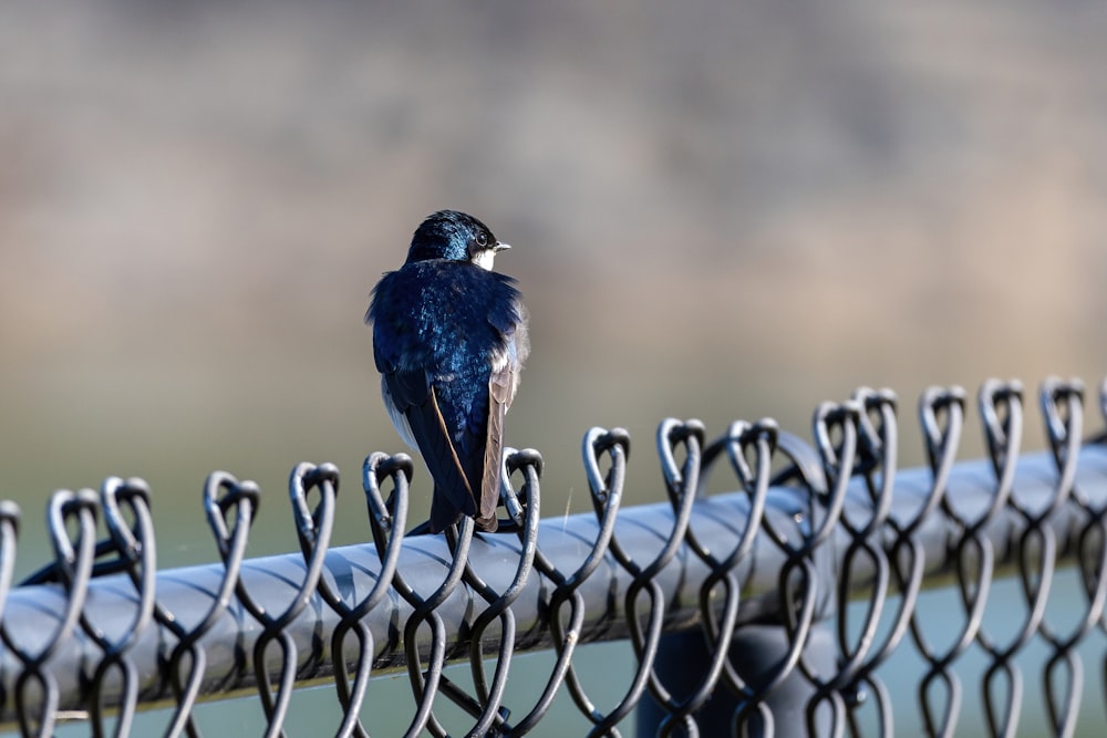 a bird sitting on a fence