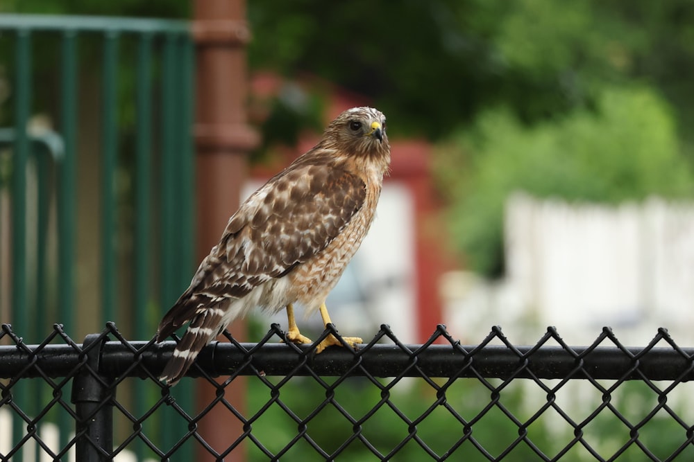 a bird perched on a fence