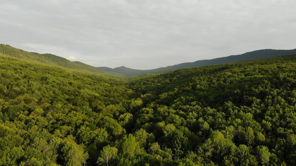 a large green forest