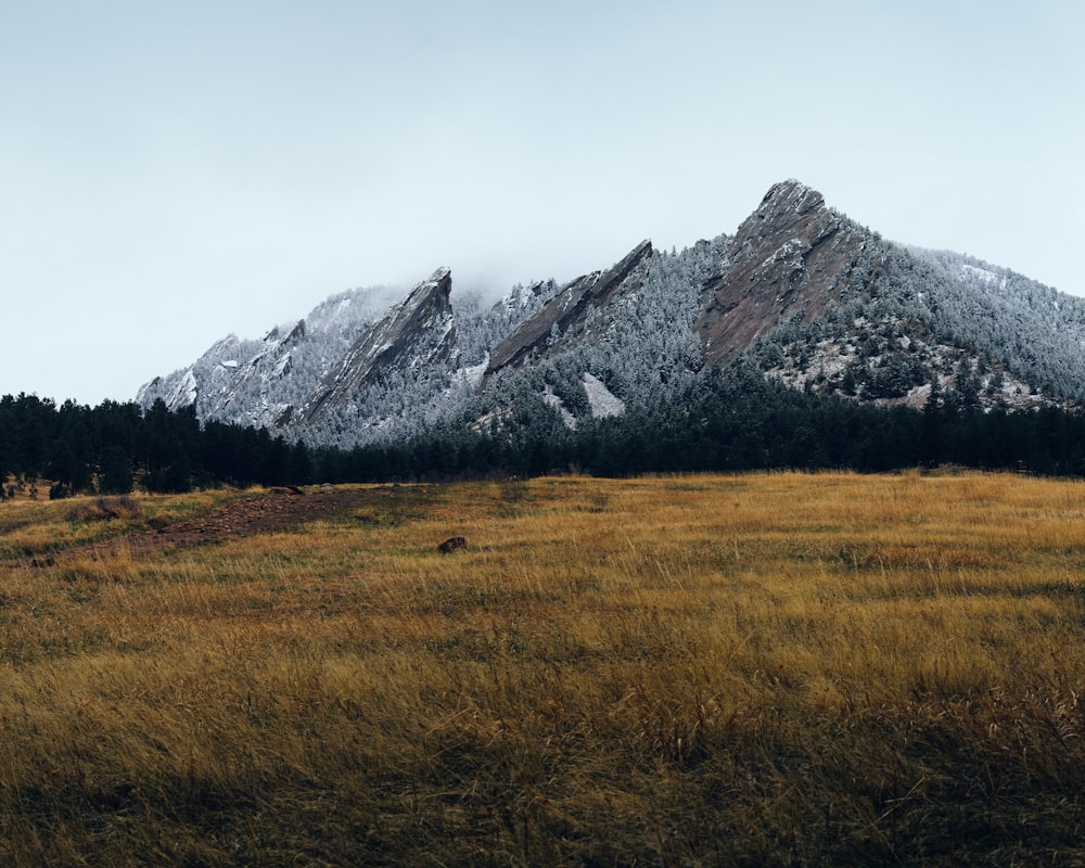 a field with a mountain in the background