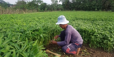 A person wearing a blue hat and dark clothing is working in a lush green field full of dense plants. The individual is crouched down and appears to be tending to the plants, possibly harvesting or weeding. Surrounding the field are trees and some natural foliage, creating a serene and productive agricultural scene.