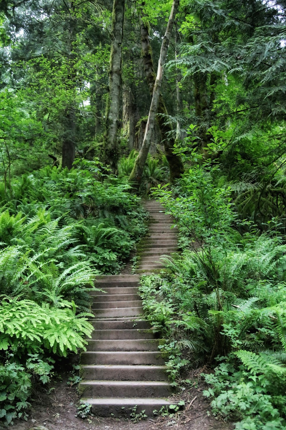 a wooden staircase in a forest