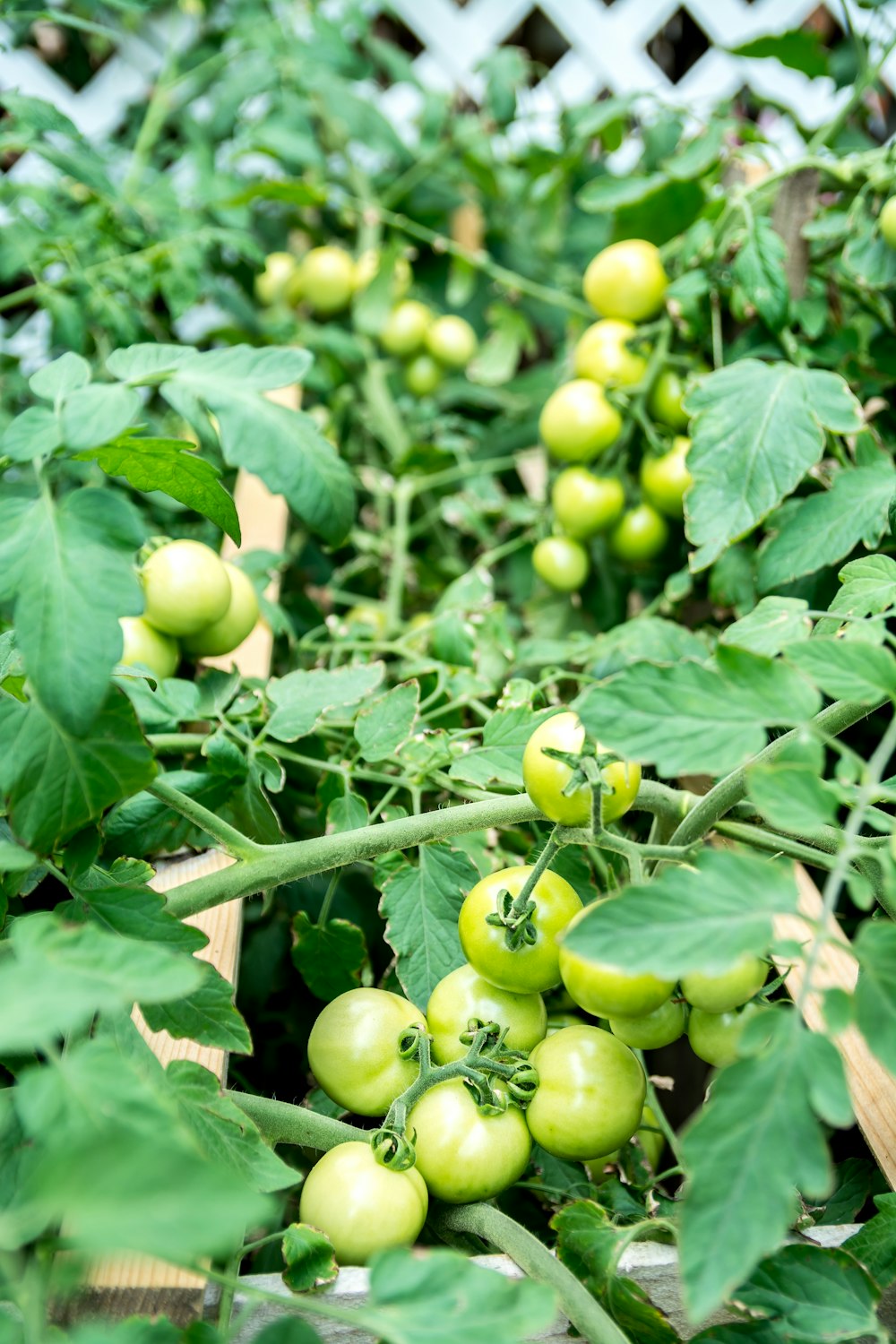 a close-up of some fruit