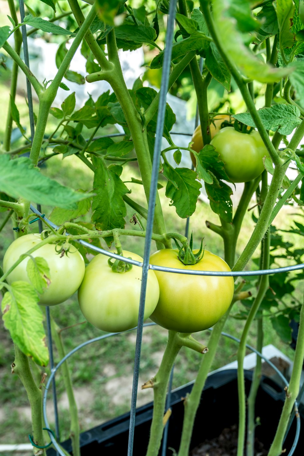 a group of tomatoes growing on a vine