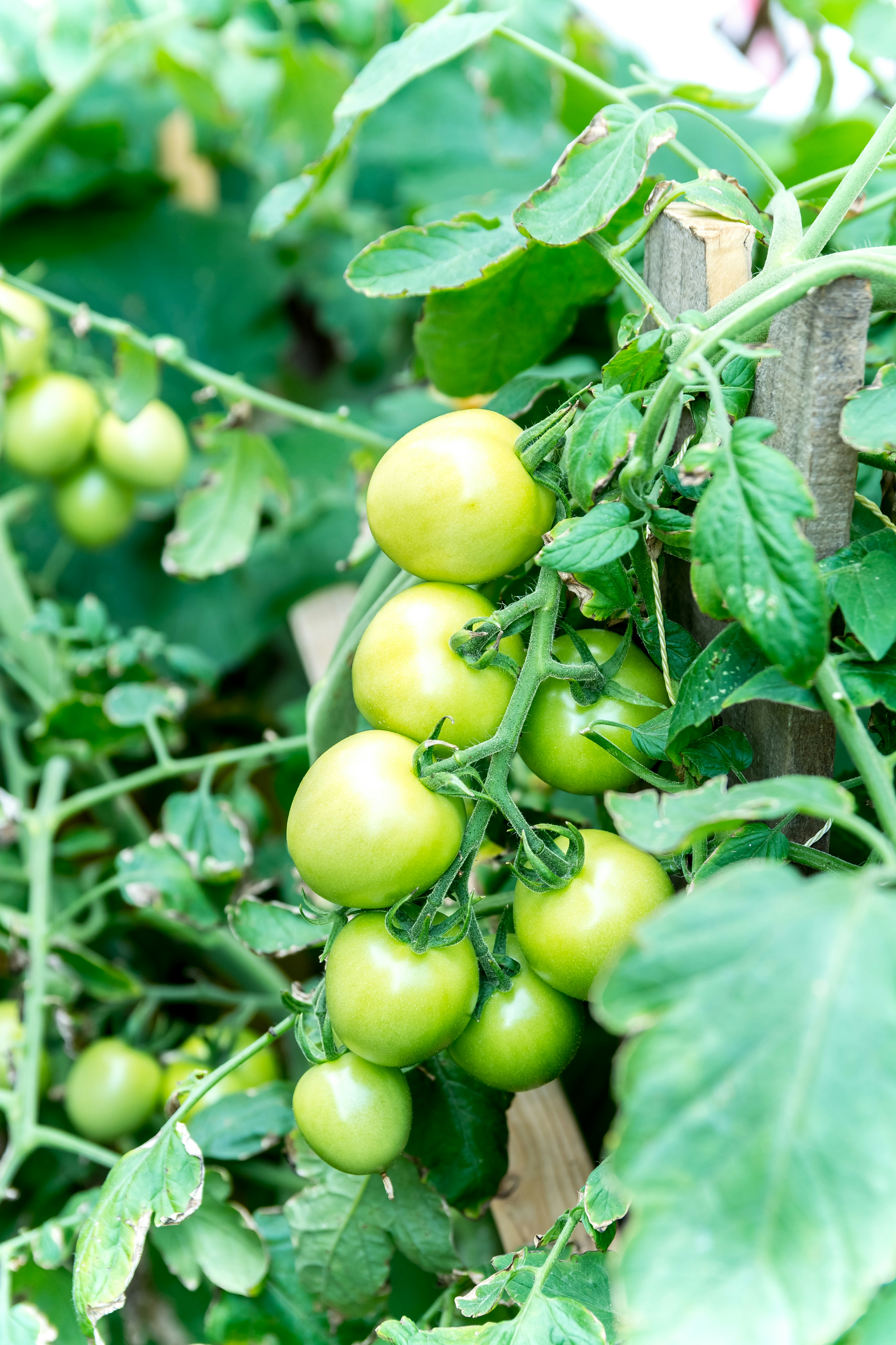 Photo by carmencreative