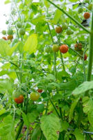 Healthy Blue Mango F3 plants with strong branching under natural sunlight.