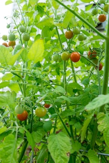 Rows of healthy tomato plants growing under the bright Punjab sun at JMD Shiv Company.