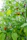 Close-up of healthy tomato plants thriving in a sunny backyard garden.