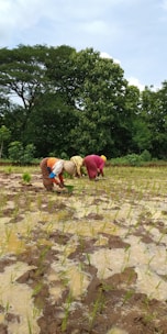 Several people are bending over in a field, planting rice seedlings in a waterlogged paddy. The field has rows of young green rice plants emerging from the muddy ground. In the background, there are dense green trees under a clouded sky, suggesting a rural and agricultural environment.