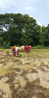 Several people are bending over in a field, planting rice seedlings in a waterlogged paddy. The field has rows of young green rice plants emerging from the muddy ground. In the background, there are dense green trees under a clouded sky, suggesting a rural and agricultural environment.