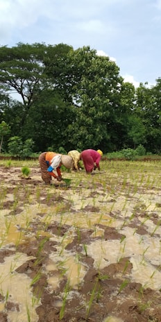 Several people are bending over in a field, planting rice seedlings in a waterlogged paddy. The field has rows of young green rice plants emerging from the muddy ground. In the background, there are dense green trees under a clouded sky, suggesting a rural and agricultural environment.