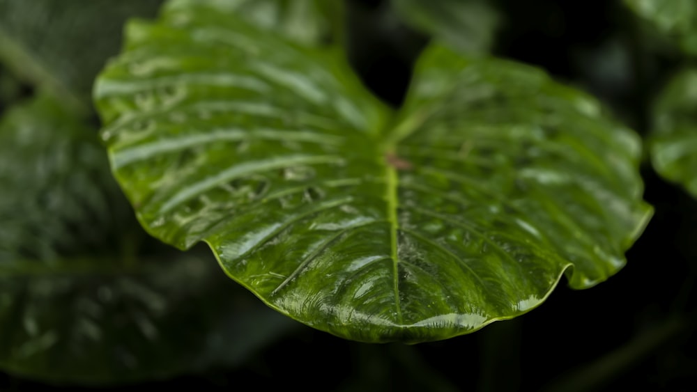 a close up of a leaf