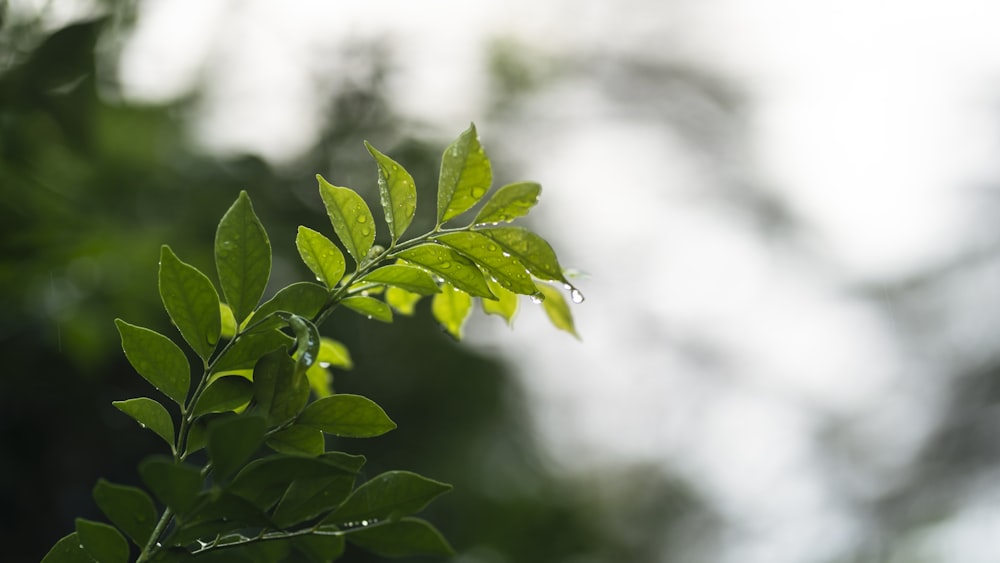 a close up of a plant