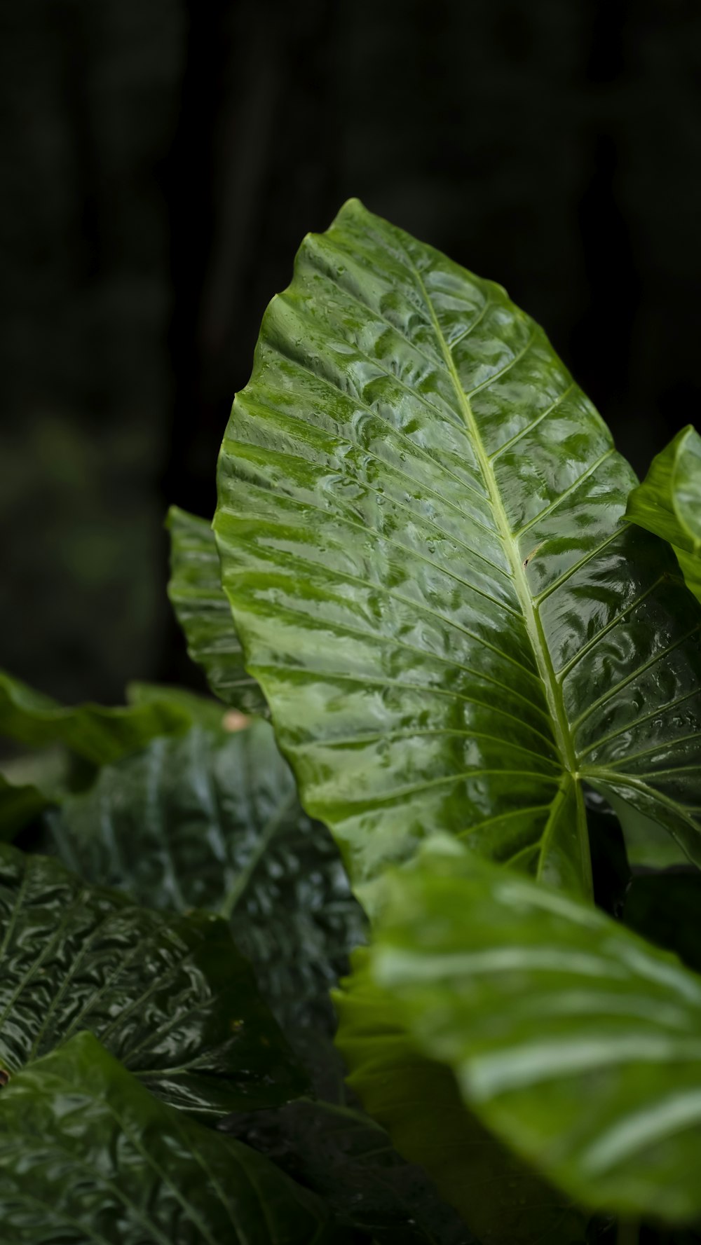 a close-up of a leaf