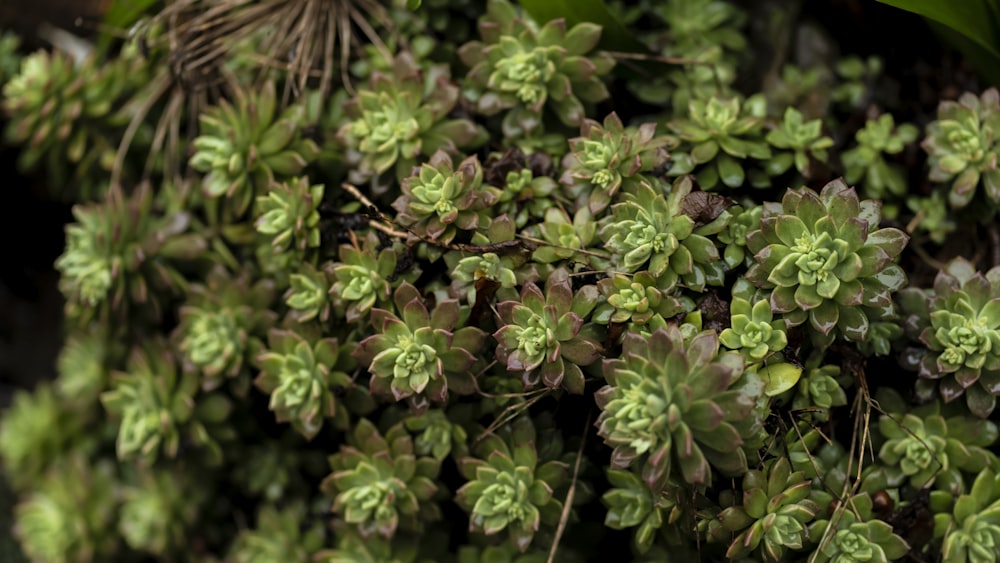 a close up of some plants