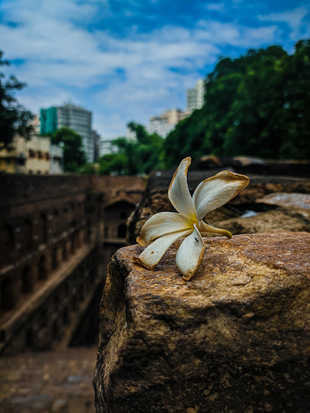 un fiore bianco su una roccia