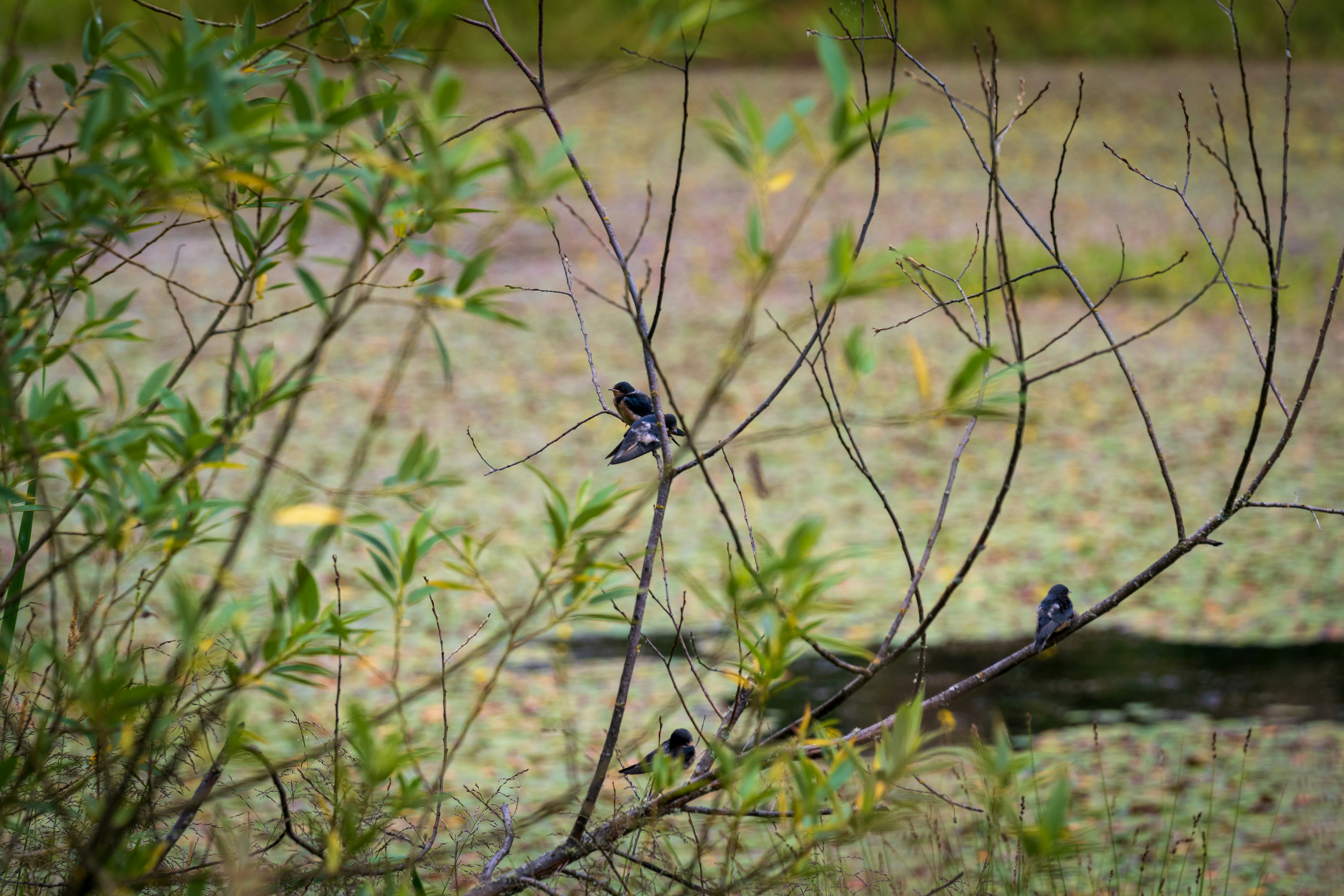 Ein Vogel sitzt auf einem Ast