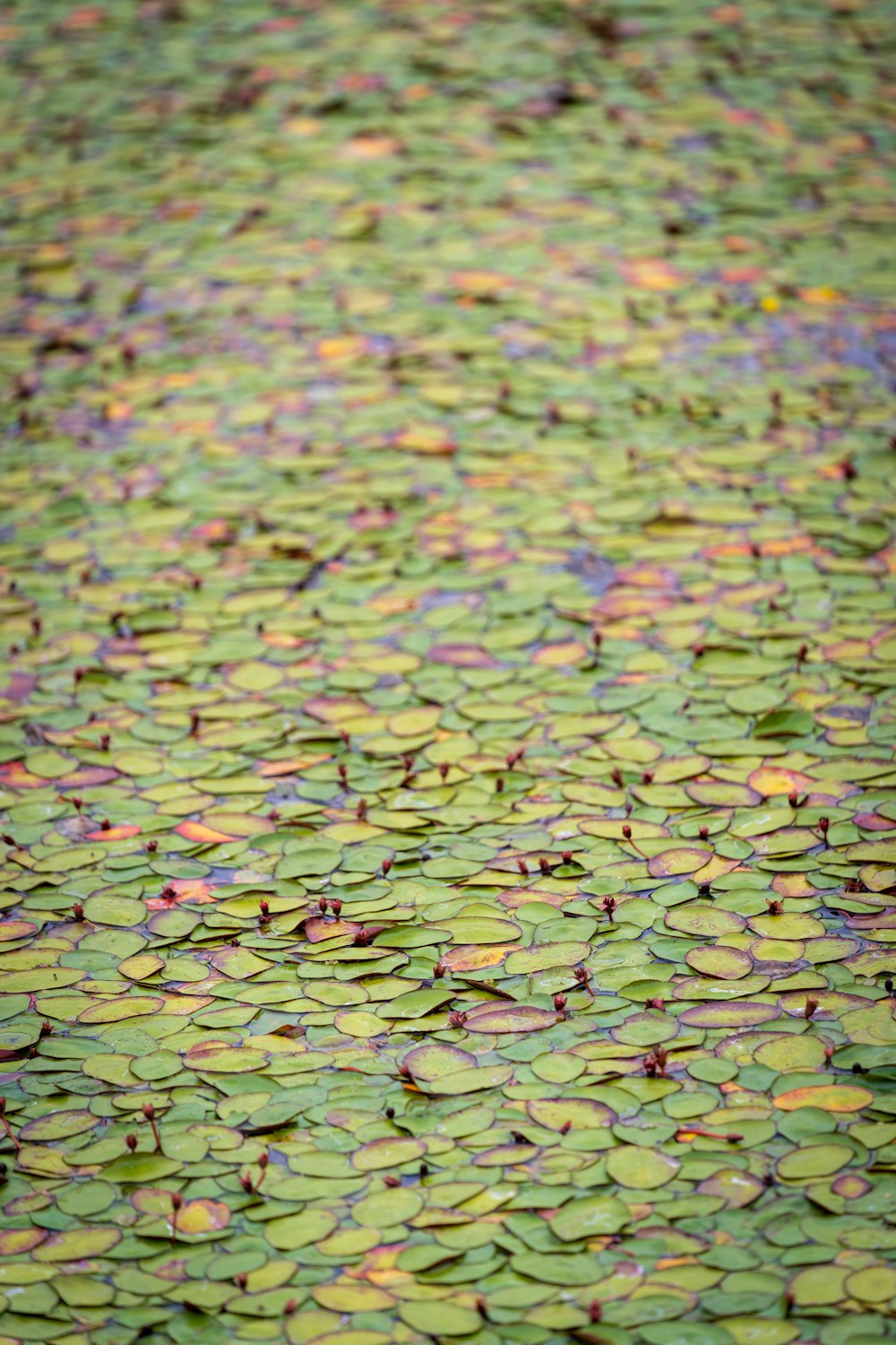 a group of leaves on the ground