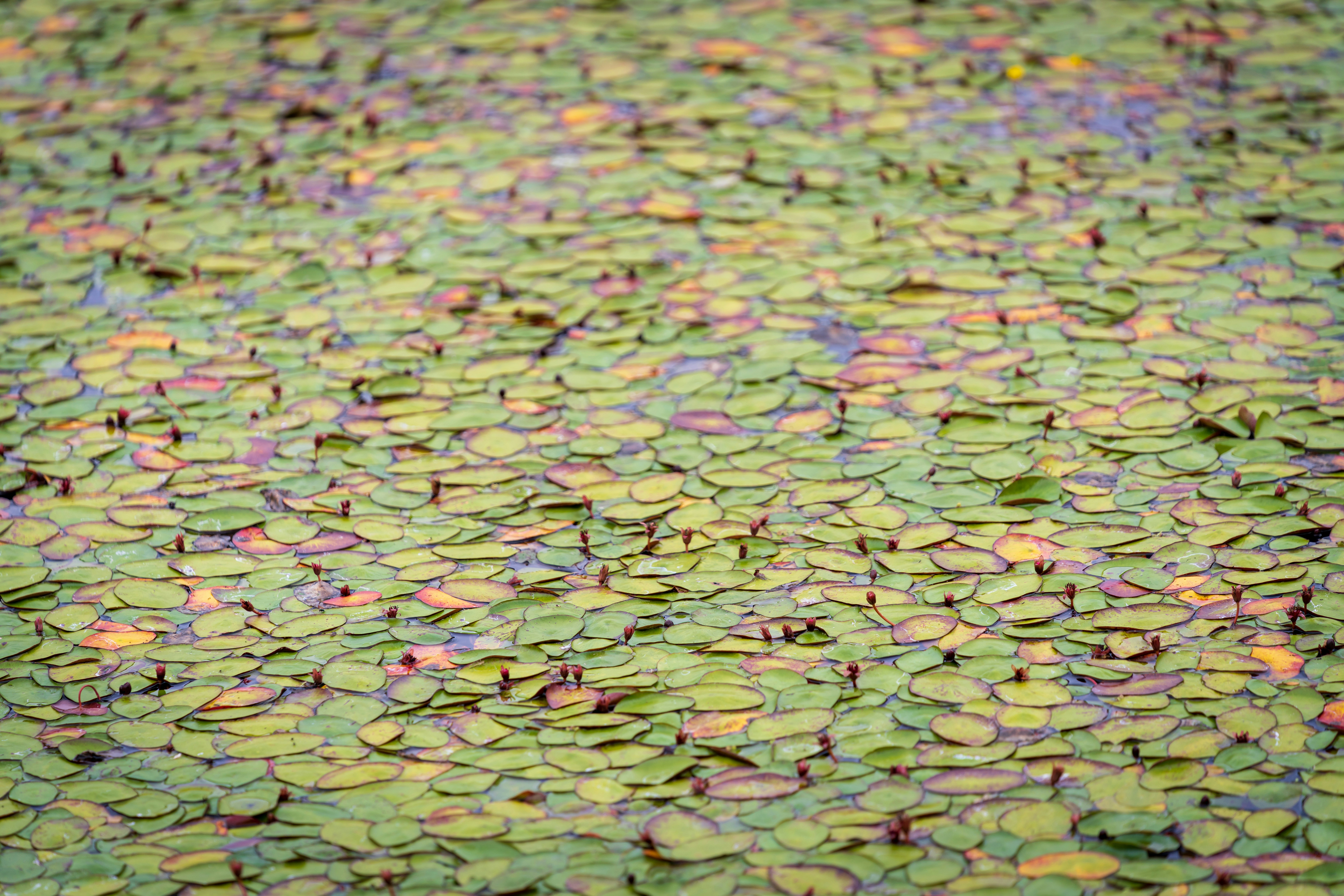 Eine Gruppe von Blättern auf dem Boden