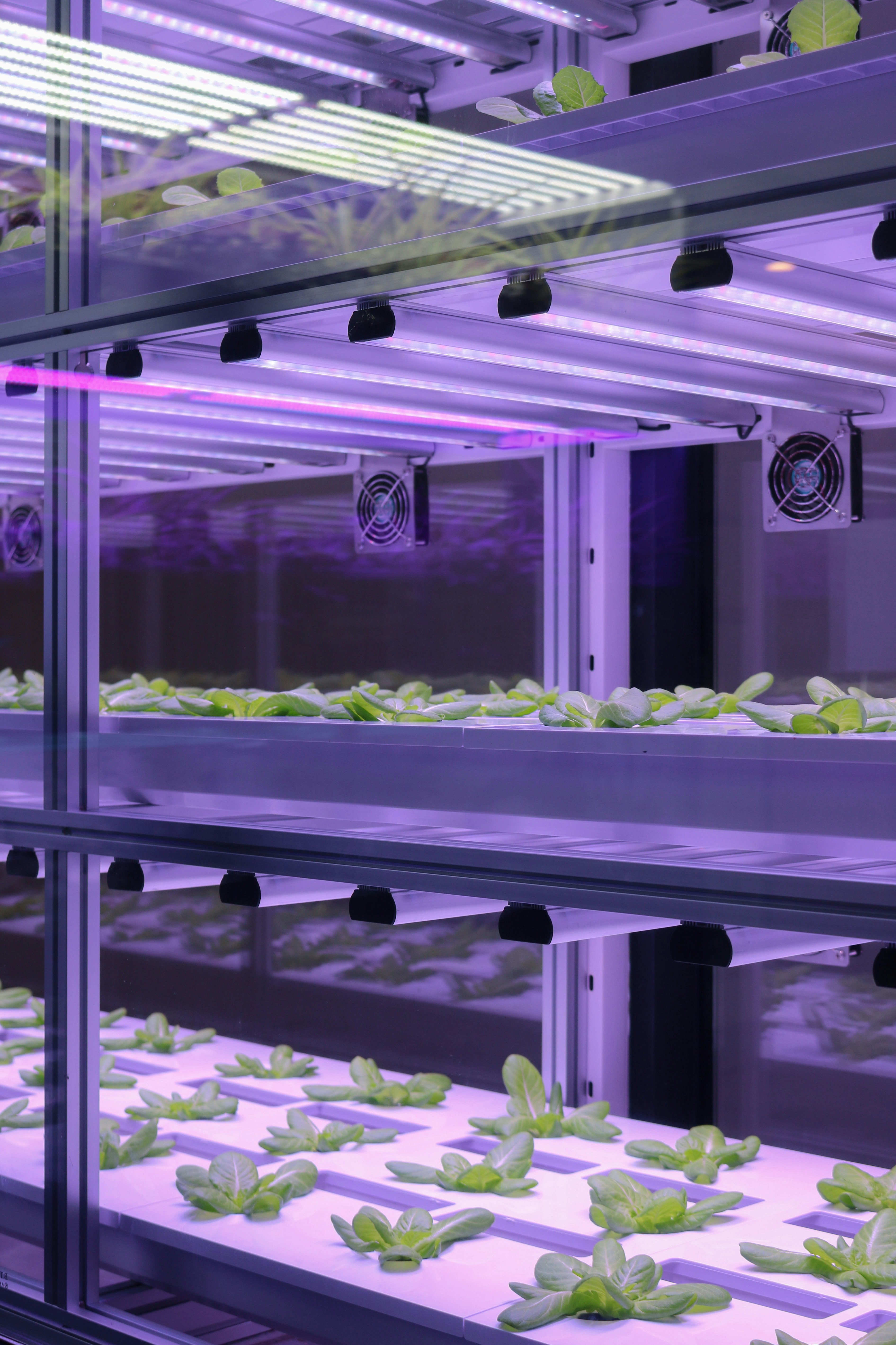 NZ company, BioLumic partners with Fluence.