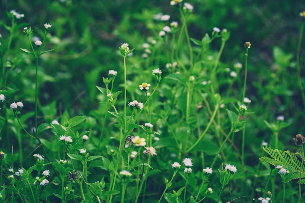 a field of grass with flowers