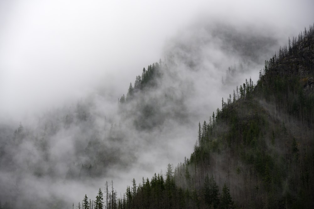 a forest of trees