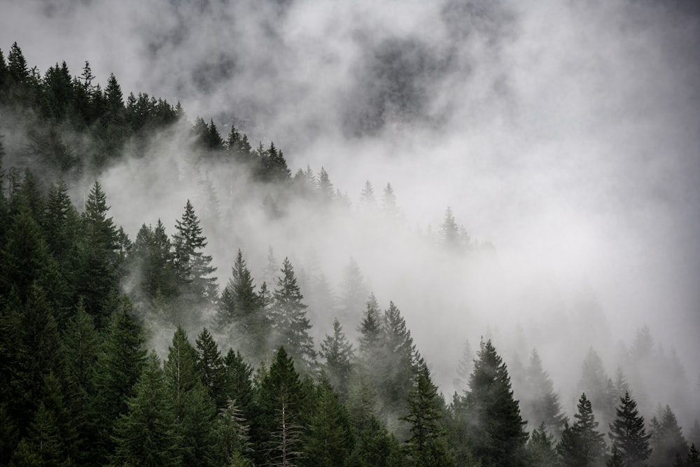 a forest of trees