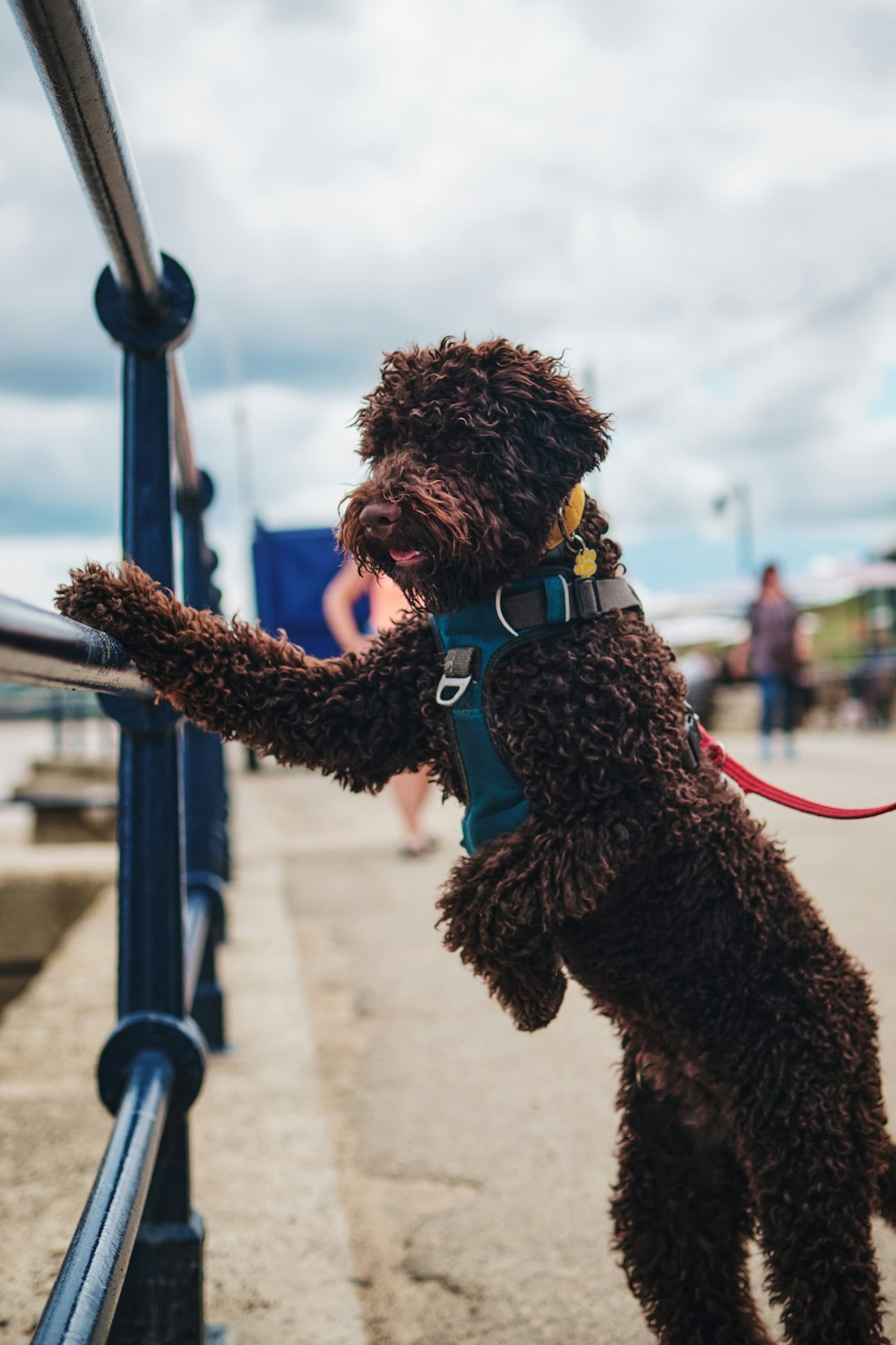 a dog on a leash