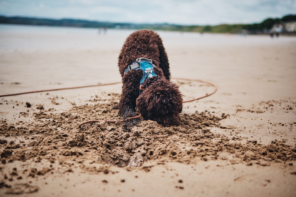 a small animal on a beach