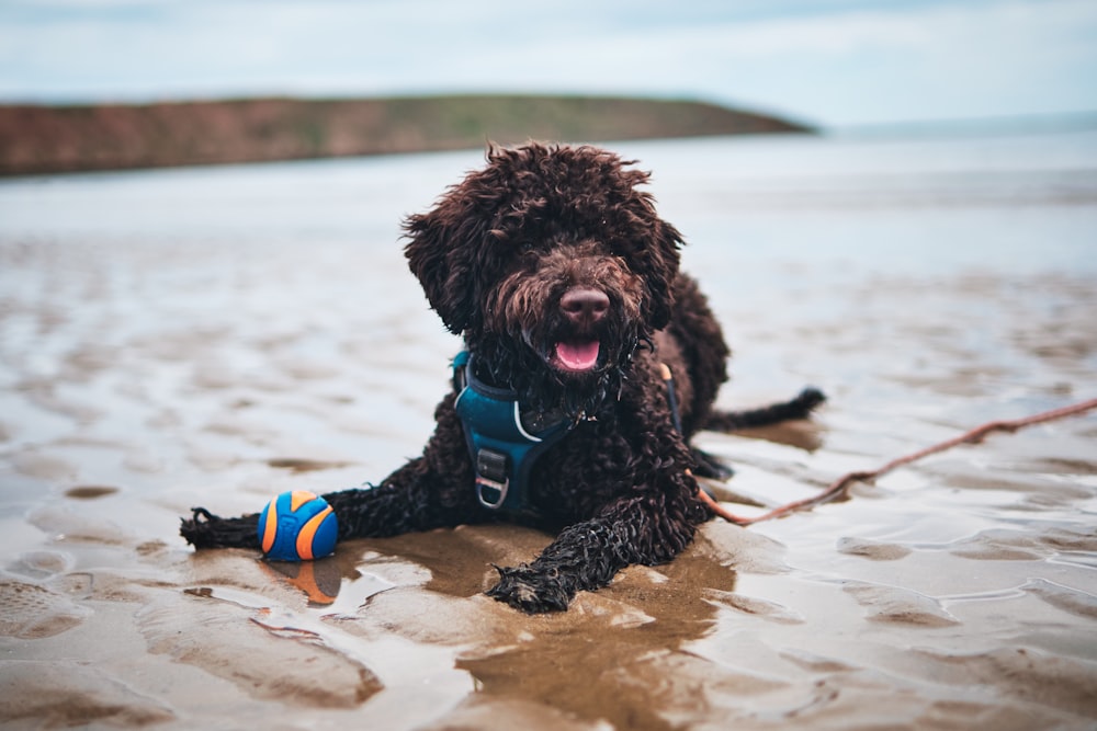 a dog in the water