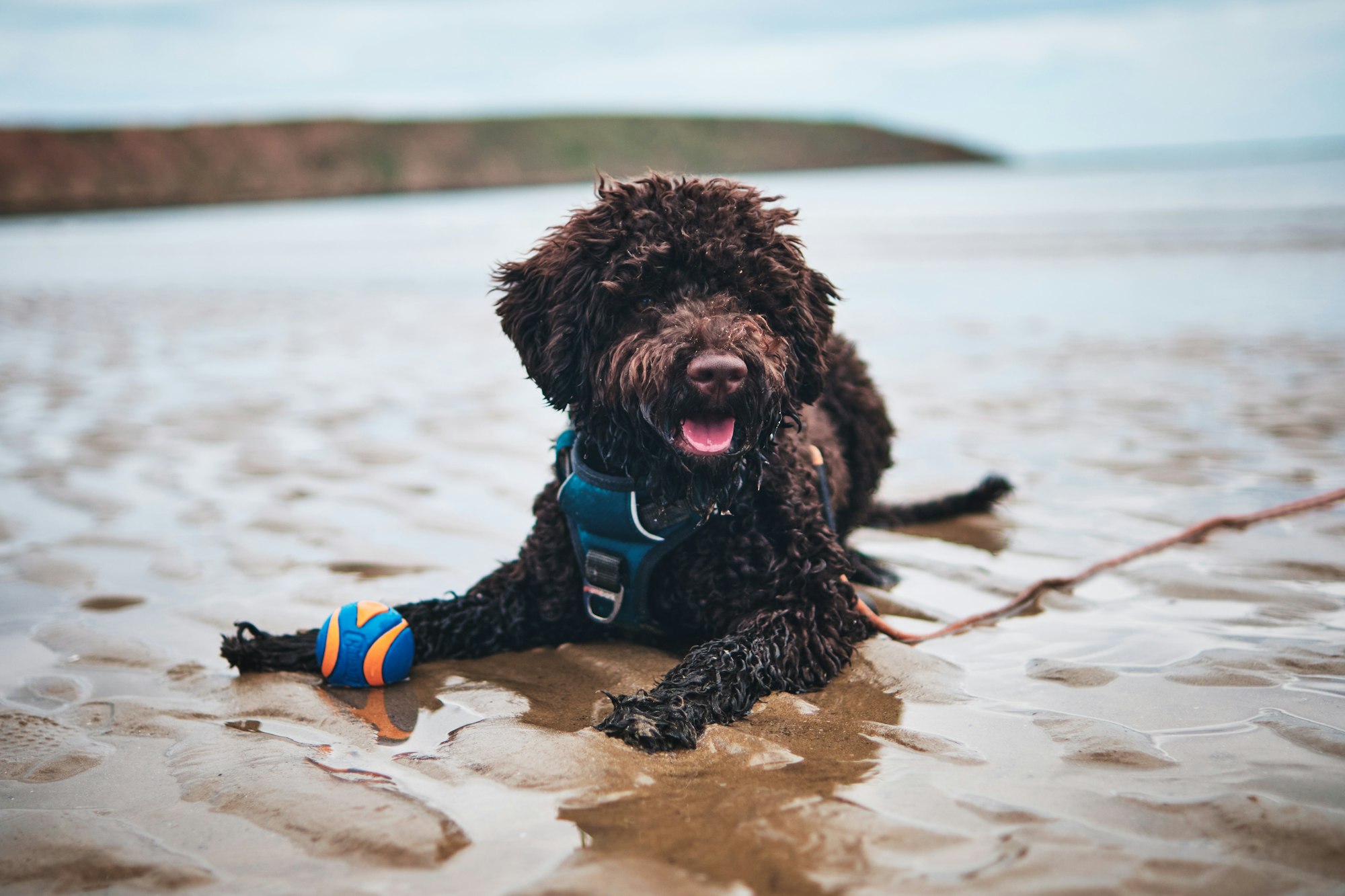 3 Brown Curly-Haired Dog Breeds Ranked by Popularity in 2024