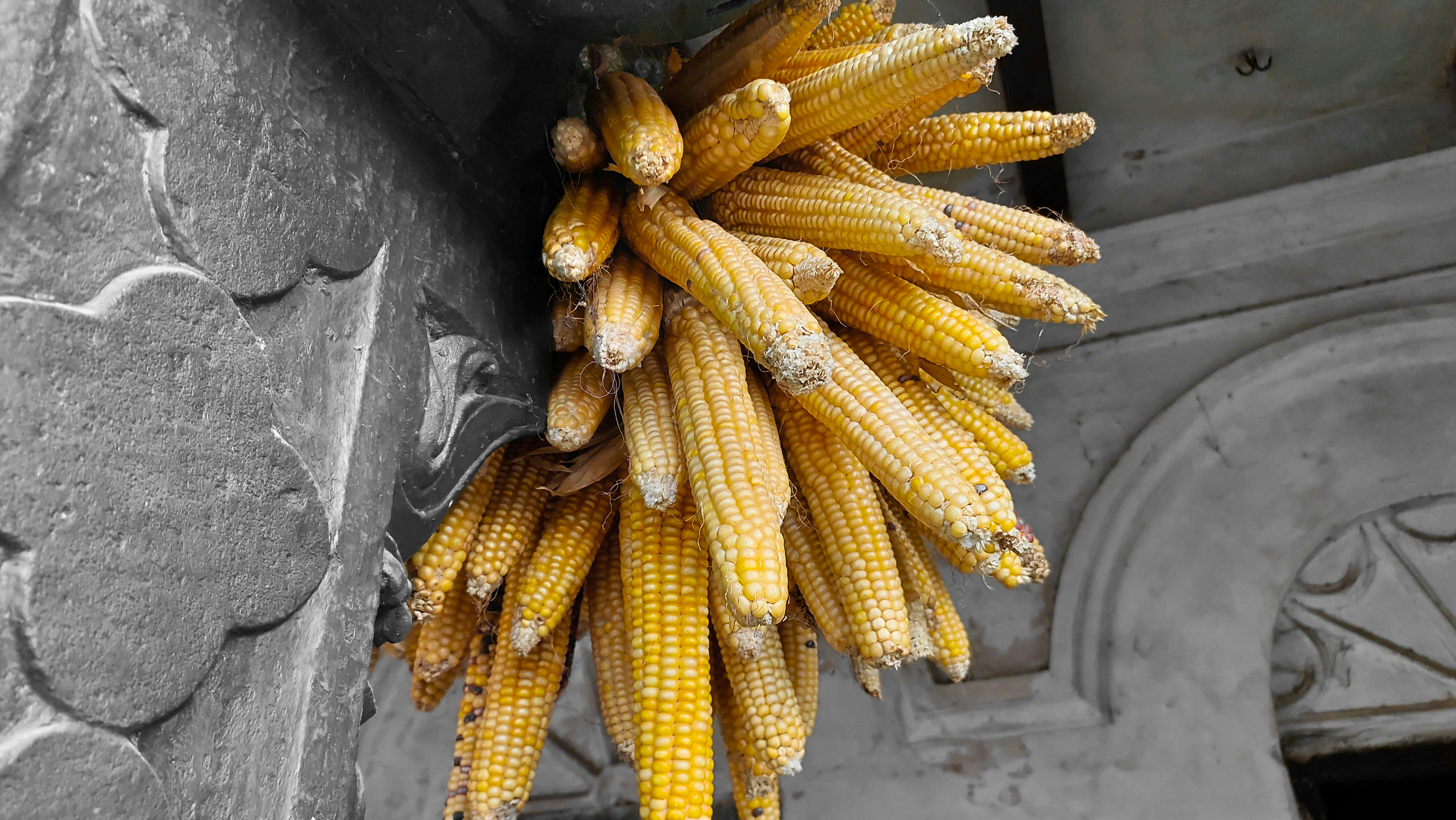Maize hanging on the wall