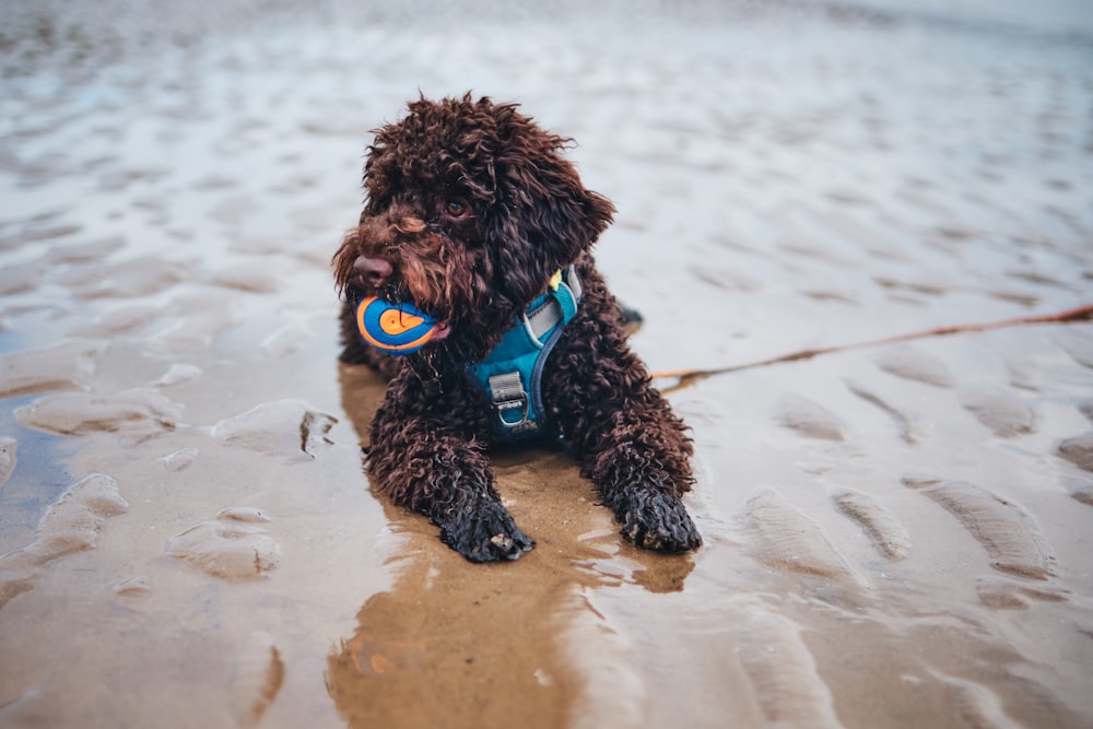 a dog on a leash on the beach