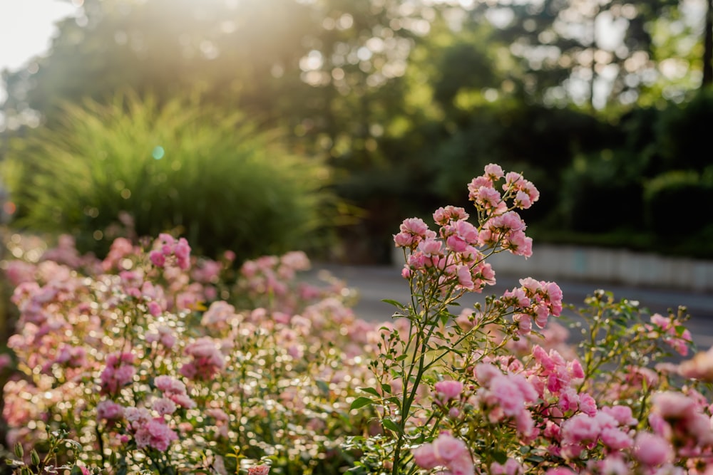 a close up of some flowers