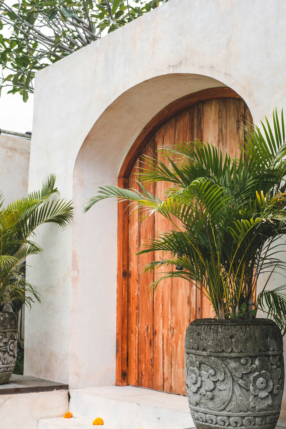 a door with a plant in front of it