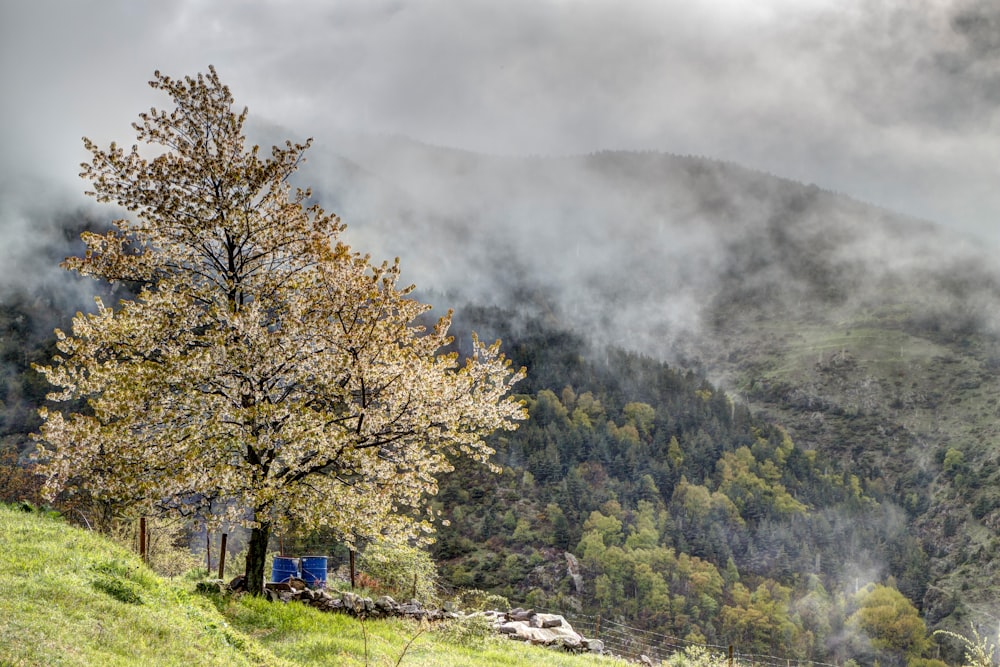 a tree on a hill