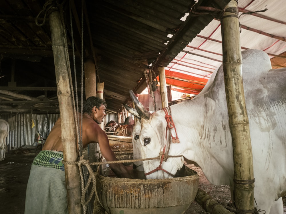 a person washing a cow