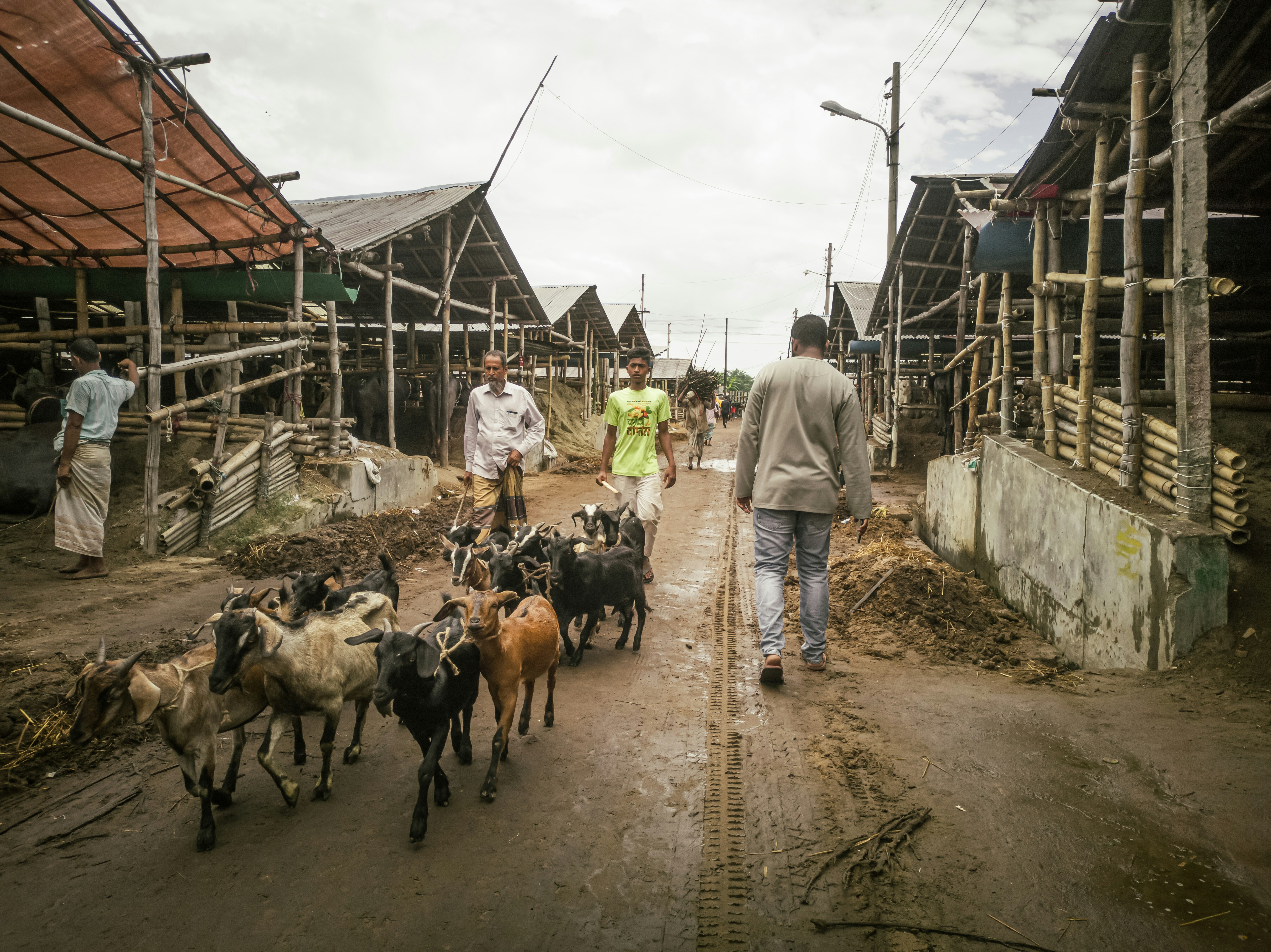 a group of people walk down a dirt road with a herd of cattle