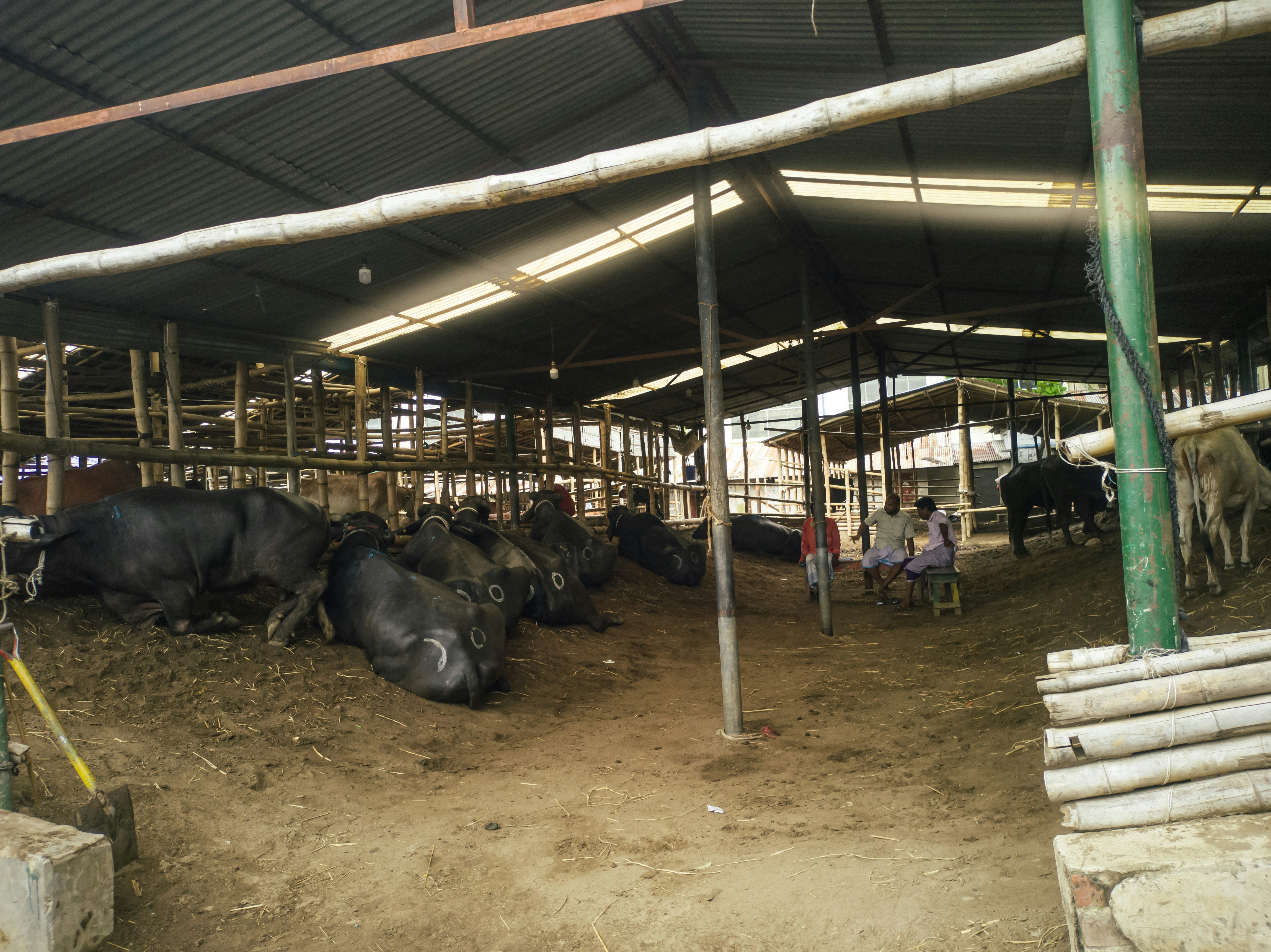 a group of cows in a barn