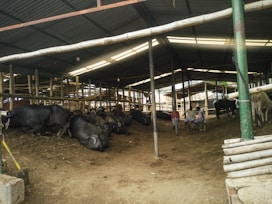 a group of cows in a barn