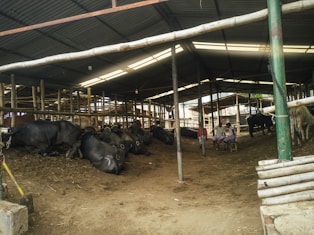 a group of cows in a barn
