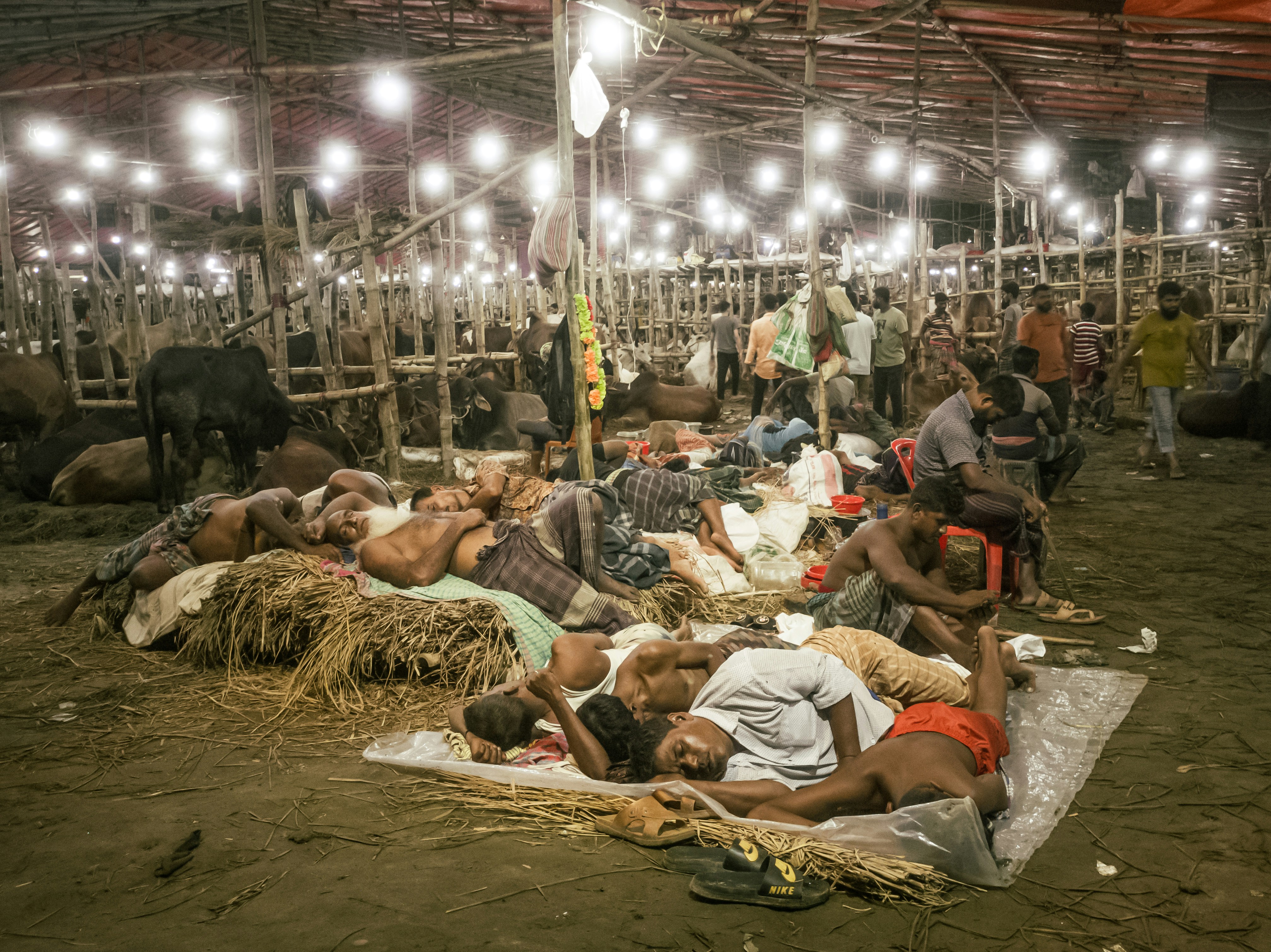 a group of people in a large arena with cows