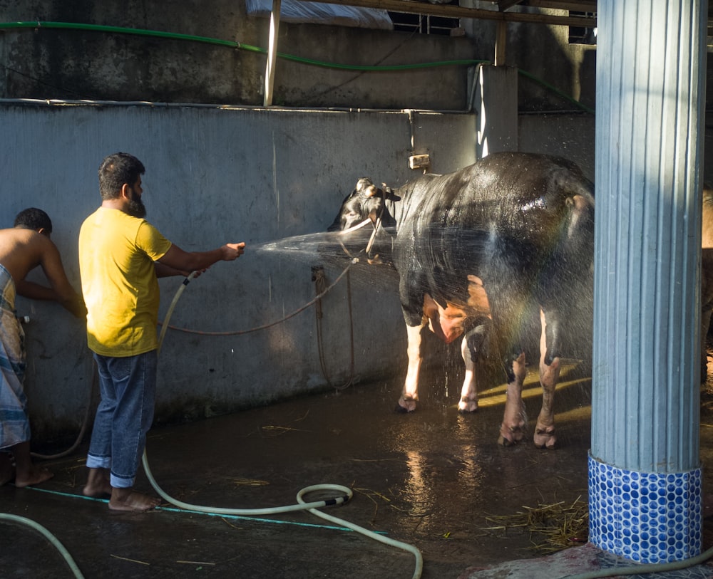 a person spraying a cow