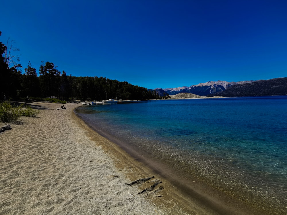 a sandy beach with trees and a body of water