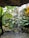 A serene indoor environment with lush green foliage and a small waterfall cascading over rocks into a pool. Large, broad leaves are prominent, and the sunlight filters through a window, highlighting the vibrant greenery.