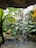A serene indoor environment with lush green foliage and a small waterfall cascading over rocks into a pool. Large, broad leaves are prominent, and the sunlight filters through a window, highlighting the vibrant greenery.