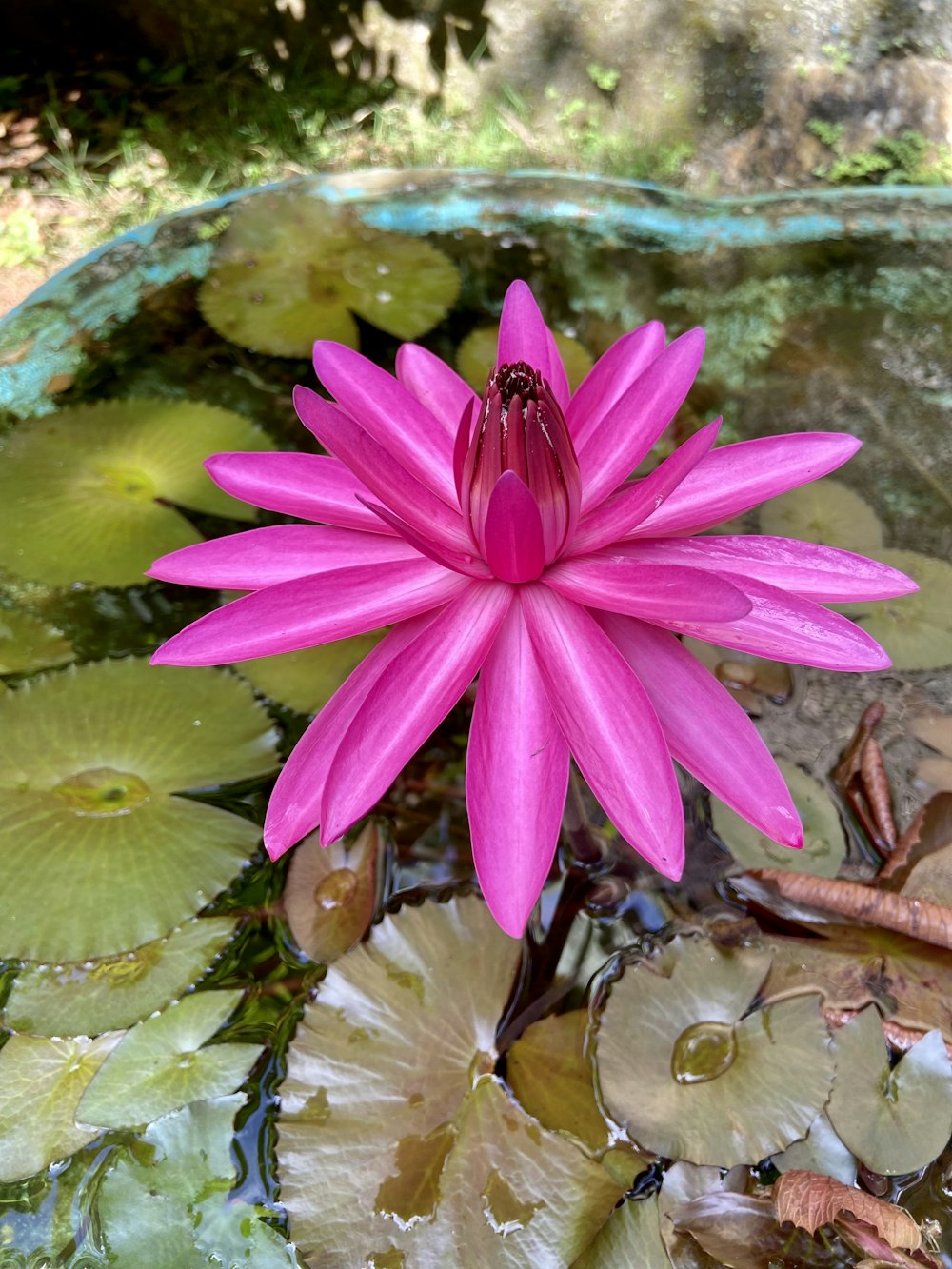 a pink flower in a pond